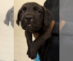 Small Great Dane-Labrador Retriever Mix