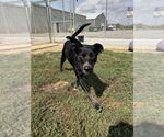 Small #2 Mutt