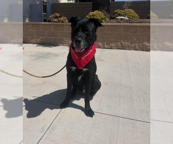 Medium Photo #2 Labrador Retriever Puppy For Sale in Orange, CA, USA