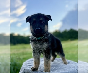 Medium German Shepherd Dog