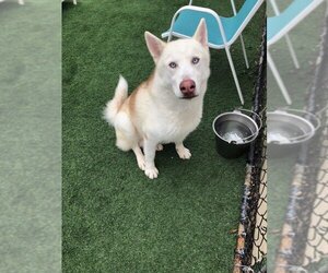 Horchata - Male Huskies -Siberian Husky Mix Dog for Adoption - Photo #3