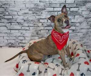 Mutt Dogs for adoption in Kennesaw, GA, USA