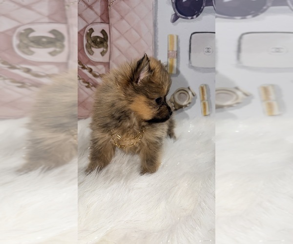 Medium Photo #4 Pomeranian Puppy For Sale in JOLIET, IL, USA
