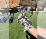 Small Photo #11 French Bulldog Puppy For Sale in PLEASANTON, CA, USA