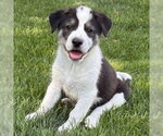 Small #1 Labrador Retriever Mix