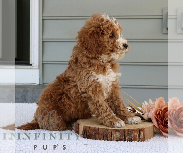 Medium Photo #2 Goldendoodle (Miniature) Puppy For Sale in NARVON, PA, USA