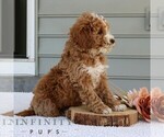 Small #1 Goldendoodle (Miniature)