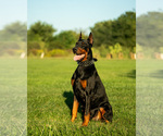 Small Photo #1 Doberman Pinscher Puppy For Sale in RIVERDALE, MD, USA