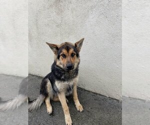German Shepherd Dog Dogs for adoption in BUENA PARK, CA, USA