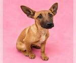Small Mutt