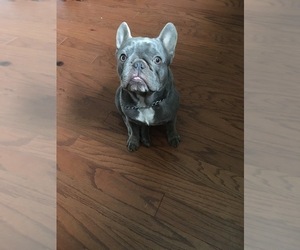 French Bulldog Puppy for sale in KENNESAW, GA, USA