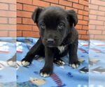 Small #1 Labrador Retriever Mix