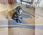 Small Photo #6 Mastiff Puppy For Sale in Goodyear, AZ, USA