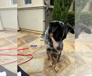 BEAN - Male Mutt Dog for Adoption - Photo #5