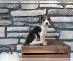 Small Photo #22 Beagle Puppy For Sale in SUGARCREEK, OH, USA