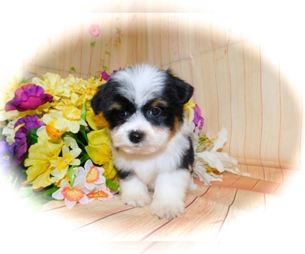 Medium Photo #5 Shorkie Tzu Puppy For Sale in HAMMOND, IN, USA
