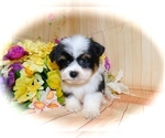 Small Photo #5 Shorkie Tzu Puppy For Sale in HAMMOND, IN, USA