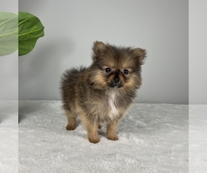Pomeranian Puppy for sale in FRANKLIN, IN, USA