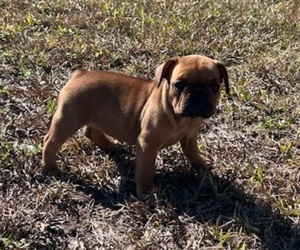 Medium French Bulldog