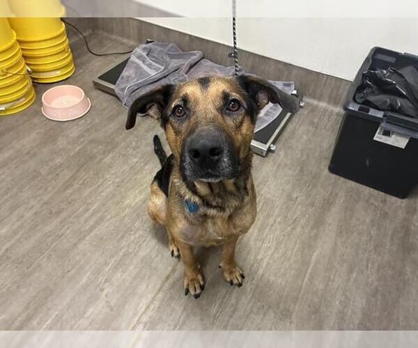 Medium Photo #1 German Shepherd Dog-Unknown Mix Puppy For Sale in Pasadena, CA, USA