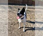 Small #2 Border Collie Mix