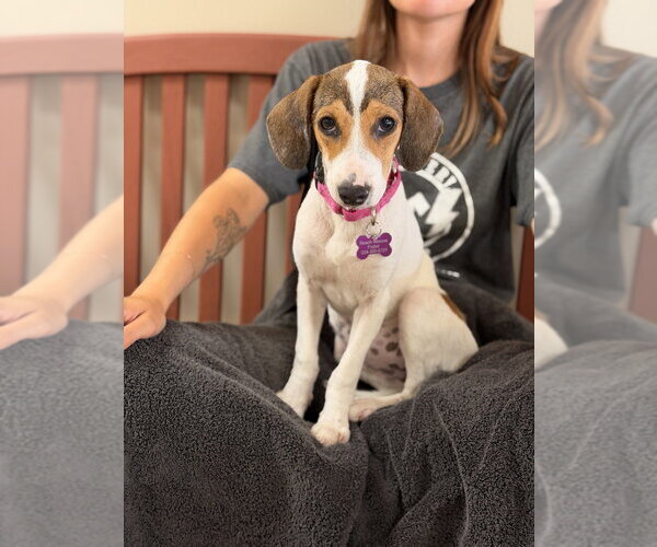 Medium Photo #2 Beagle-Unknown Mix Puppy For Sale in Mundelein, IL, USA
