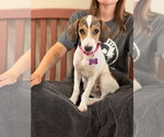 Small #1 Beagle Mix