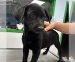 Small #3 Labrador Retriever Mix