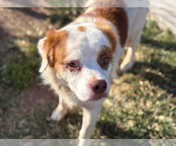 Medium Photo #1 Labrador Retriever-Unknown Mix Puppy For Sale in Tulsa, OK, USA