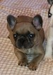 Small Photo #1 French Bulldog Puppy For Sale in AURORA, TX, USA