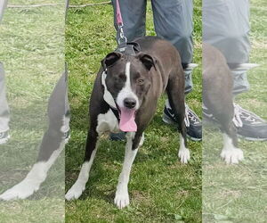 American Pit Bull Terrier-Unknown Mix Dogs for adoption in Williamsburg, IA, USA