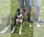 Small American Pit Bull Terrier Mix