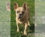 Small Photo #1 French Bulldog Puppy For Sale in NEWMANSTOWN, PA, USA