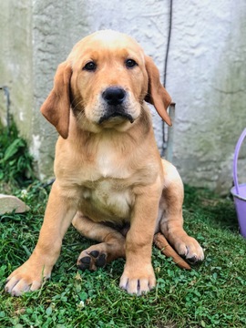 Medium Photo #1 Labrador Retriever Puppy For Sale in SOUTHAMPTON, PA, USA