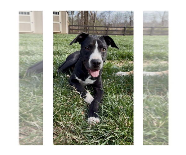 Medium Photo #14 Mutt Puppy For Sale in Mooresville, NC, USA