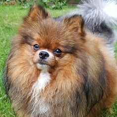 Mother of the Pomeranian puppies born on 10/01/2017
