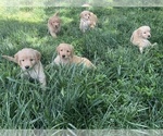 Small Photo #8 Golden Retriever Puppy For Sale in GASTONIA, NC, USA