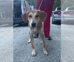 Tilly - Female Mutt Dog for Adoption - Small photo