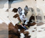Small Photo #2 French Bulldog Puppy For Sale in LAURENS, IA, USA