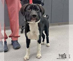 Sneakers - Male Labrador Retriever-Unknown Mix Dog for Adoption - Photo #3
