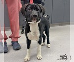 Small Photo #3 Labrador Retriever-Unknown Mix Puppy For Sale in Washington, DC, USA