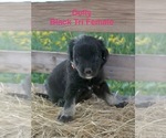 Puppy Dolly Australian Shepherd