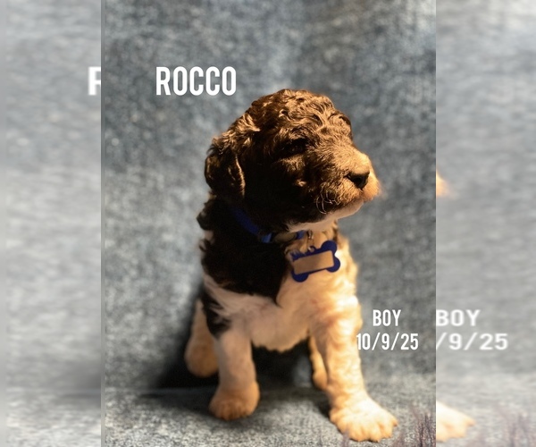 Medium Photo #1 Poodle (Standard) Puppy For Sale in CHARLOTTE, NC, USA