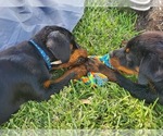 Small Photo #2 Rottweiler Puppy For Sale in SPRING, TX, USA