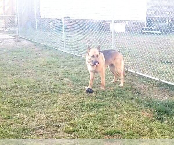 Medium Photo #2 German Shepherd Dog-Unknown Mix Puppy For Sale in Rolesville, NC, USA