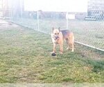 Small #1 German Shepherd Dog Mix
