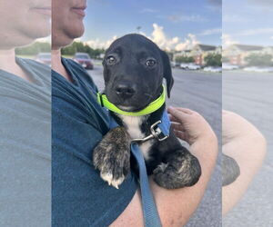Labrador Retriever-Unknown Mix Dogs for adoption in Stephens City, VA, USA
