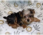 Small #5 Yorkshire Terrier