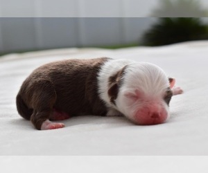 Miniature Australian Shepherd Puppy for sale in PALM COAST, FL, USA