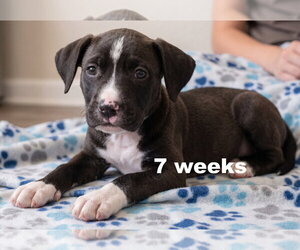 Boxador Dogs for adoption in Grovertown, IN, USA